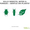 imageSafer Brand Garden SG5452 3in1 ReadytoUse Fungicide Miticide and Insecticide Spray  Kills Insects ampamp Mites  Controls ampamp Prevents Fungal Diseases  OMRI Listed for Organic Gardening  24 oz