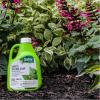 imageSafer 51186 Insect Killing Soap Concentrate  Insecticidal Soap for Plants  Kills Aphids Whiteflies Thrips Spider Mites and More  OMRI Listed for Organic Use