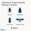 imageSafer Brand 5026 Houseplant Sticky Stake Insect Traps for Indoor Plants  Controls Fungus Gnats Whiteflies Midges Thrips Fruit Flies and Black Flies  1 Pack 7 Traps1 Pack New Packaging