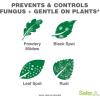 imageSafer Brand Garden SG5450 Fungicide ReadytoUse Spray  Prevents ampamp Controls Powdery Mildew Black Spot Leaf Spot ampamp Rust  OMRI Listed for Organic Gardening  24 oz