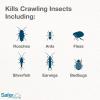 imageSafer Home Diatomaceous Earth 4 lb Organic OMRI DE  Cockroach Killer Indoor Home ampamp Bed Bug Killer Kills Flea Ant Silverfish Earwig ampamp Crawling Insects SH51703