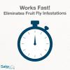 imageSafer Brand Home SH500 Indoor Fruit Fly Trap  ReadytoUse NonStaining No synthetic Insecticides1 Trap